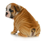 wrinkly puppy