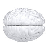 3d white human brain. View from above