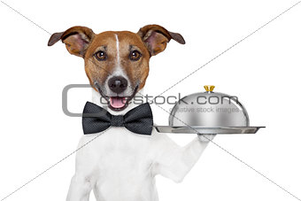 dog service tray