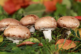 Brown mushrooms in a forest