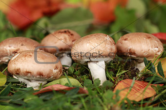 Brown mushrooms in a forest