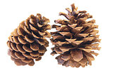 Two Pine Cones Closeup