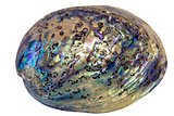 Paua Abalone Shell Closeup