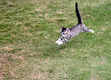 Joyful kitten running