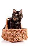 Cat in a wattled basket