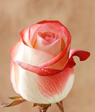 one flower pink rose on brown background
