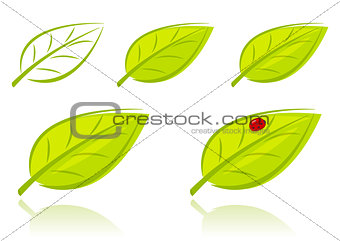 Vector set of green leaves 