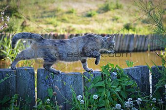 Cat sneaking along fence