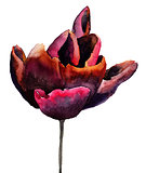 Black Tulip flower