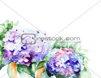 Hydrangea blue flowers