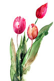 Three Tulips flowers