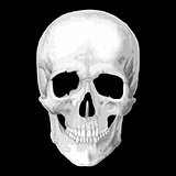 Human skull model.