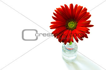 gerber flowers on a green stalk against white background