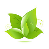 Green Leaves Icon
