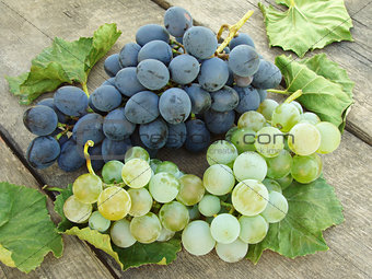 grape clusters with leaves