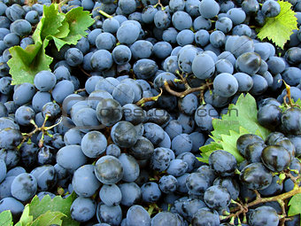 grapes background