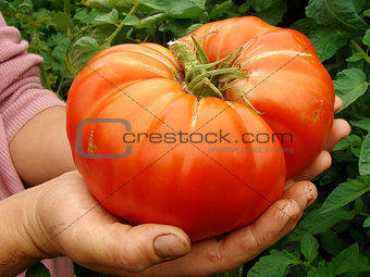 giant beef tomato