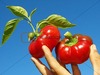 red peppers in hand