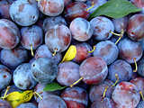 organic plums