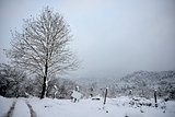 views of snow-covered tree