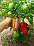 fruitful pepper plant