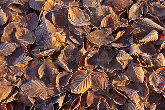 Beech Leaves and Frost