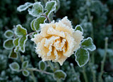 Rose and Frost