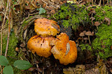 Spectacular Rustgill Fungus