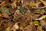 Turkeytail Fungus