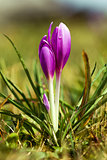 One violet crocus flower growing in the ground
