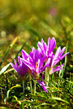 Wet violet crocus flowers growing in the ground