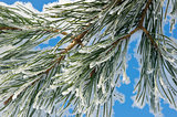snow and pine branch against blue sky background