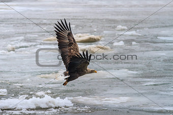 White Tailed Eagle in flight 