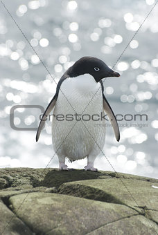 Adelie penguin on sea background.