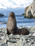 Fur seals on the beach in the Antarctic Ocean