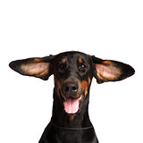 Cute ears of dobermann dog isolated on white