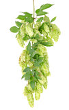 Cluster of hops with leafs isolated