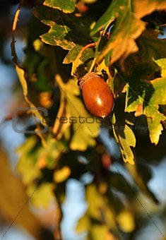 Autumn acorn