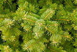 green needles of coniferous tree as a natural background
