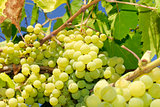 Grapes in a vineyard in Italy