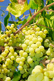 Grapes in a vineyard in Italy