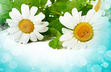 Daisy flowers in white background (selective DOF) 