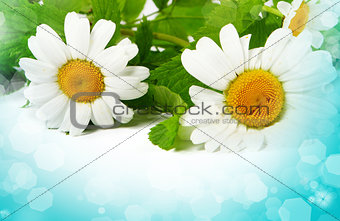 Daisy flowers in white background (selective DOF) 