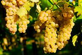 Grapes in a vineyard in Italy