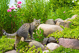 The cat hunts on stones