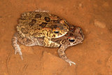Mating guttural toads