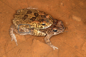 Mating guttural toads