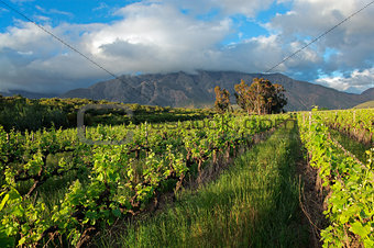 Vineyard landscape