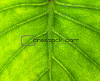 yam leaf background