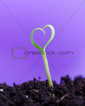Spring seedling in shape of heart